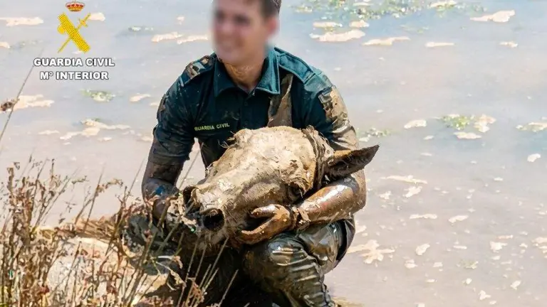 Rescate de los caballos.
