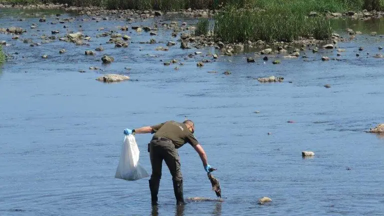 Recogida de aves muertas en la r&iacute;a San Mart&iacute;n.