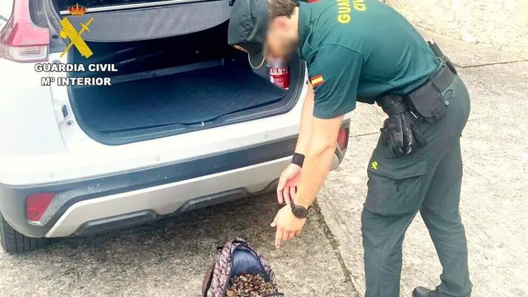 Percebes pescados e intervenidos por la Guardia Civil.