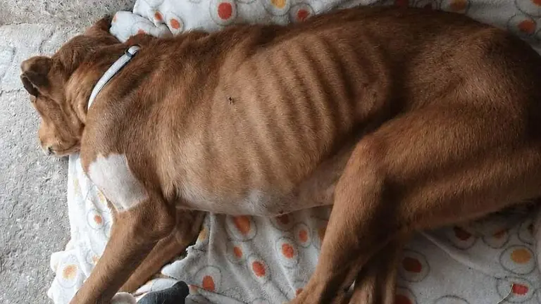 Animal maltratado.