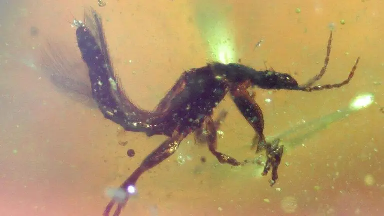 Ambre soplao.