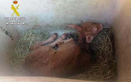 Ternero encontrado por la Guardia Civil.