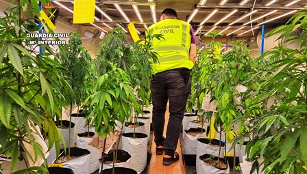 Marihuana intervenida en Revilla, en Camargo.