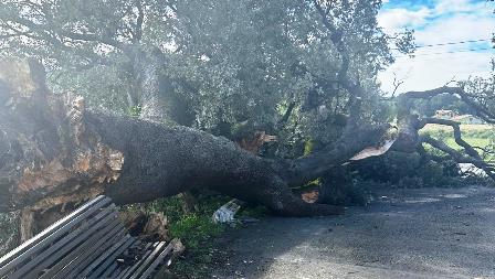 CAÍDA ENCINA CENTENARIA ZURITA (1)