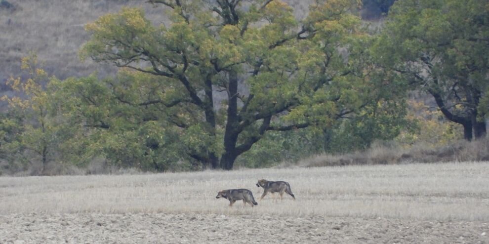 Lobos en Cantabria.