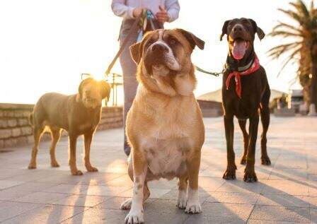 Organizado el paseo perruno.