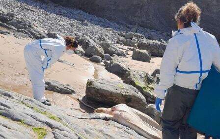 Revarca atendió a este especie marina.