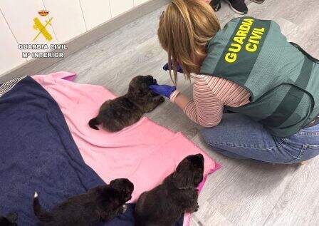 Cachorros que fueron salvados.