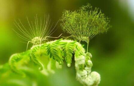 Reconstrucción en vida de la larva fósil Hallucinochrysa diogenesi.